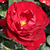 Rdeča - Vrtnice Floribunda - Lilli Marleen®